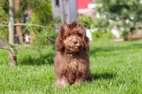 Scott, a male Cavapoo for sale in Fredericksburg, OH – 4 of 5
