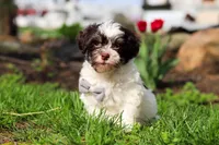 Brady, a male Havanese for sale in Fredericksburg, OH – Photo 4 of 5