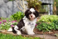 Brady, a male Havanese for sale in Fredericksburg, OH – Photo 3 of 5