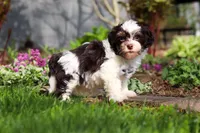 Brady, a male Havanese for sale in Fredericksburg, OH – Photo 2 of 5