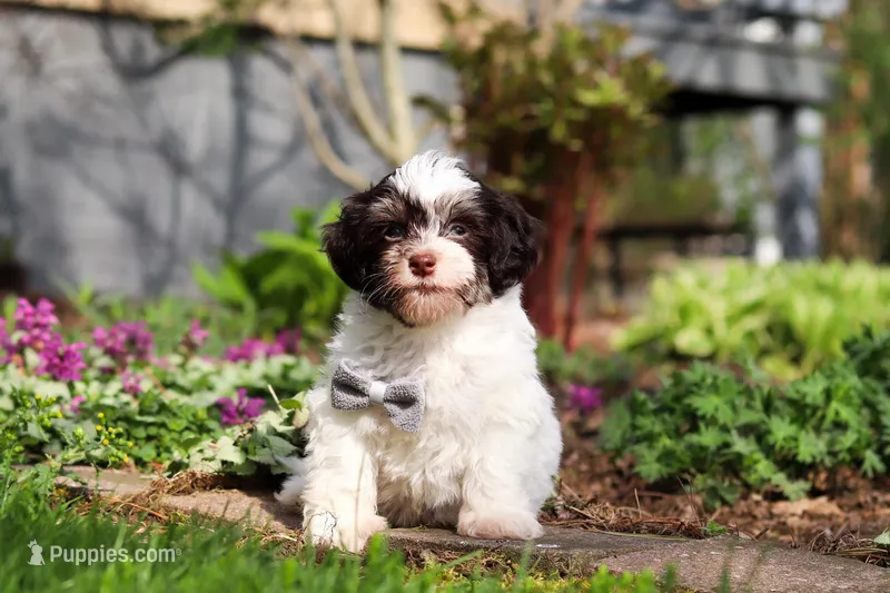 Brady, a male Havanese for sale in Fredericksburg, OH – Photo 1 of 5