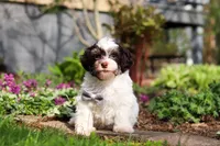 Brady, a male Havanese for sale in Fredericksburg, OH – Photo 1 of 5
