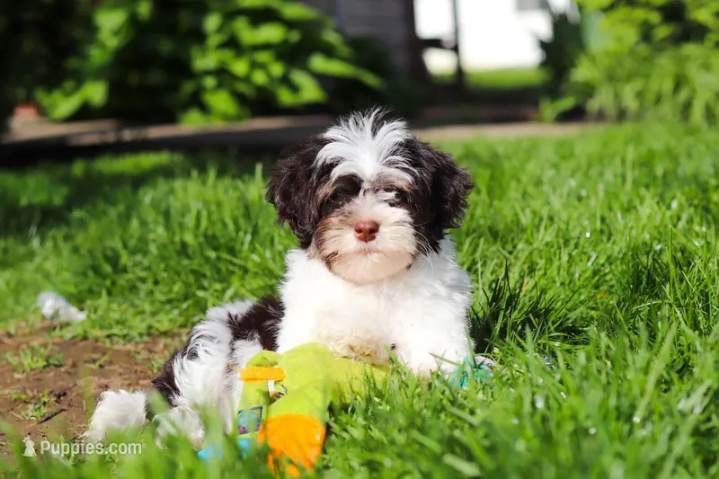 Brady – Havanese puppy for sale in Fredericksburg, OH