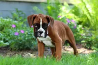 Kian, a male Boxer for sale in Fredericksburg, OH – 3 of 5