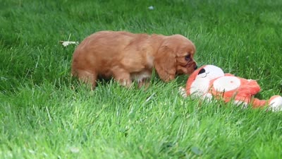 Eclipse, a male Cavalier King Charles Spaniel for sale in Fredericksburg, OH – 6 of 6