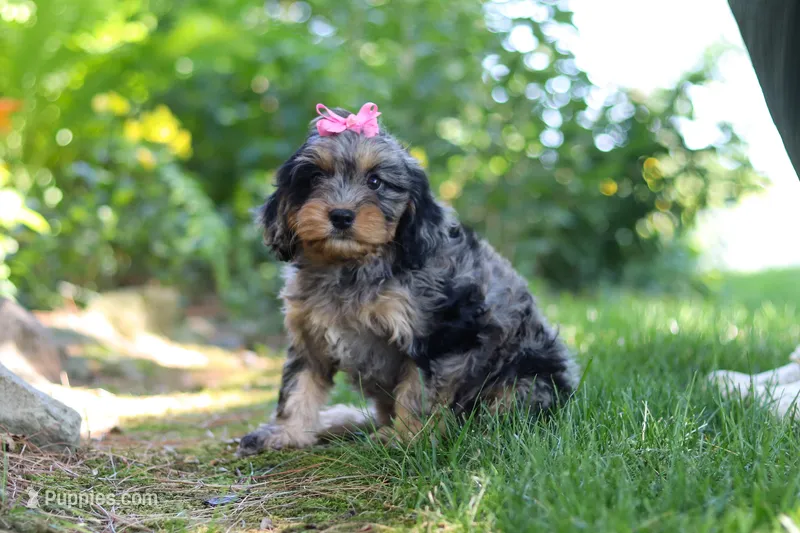 Roxy – Cavapoo puppy for sale in Fredericksburg, OH