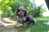 Roxy, a female Cavapoo for sale in Fredericksburg, OH – 1 of 9