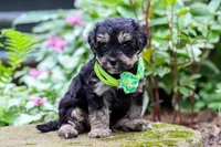 Spike, a male Yorkipoo for sale in Fredericksburg, OH – 4 of 6