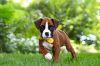 Scooter, a male Boxer for sale in Fredericksburg, OH – 7 of 10