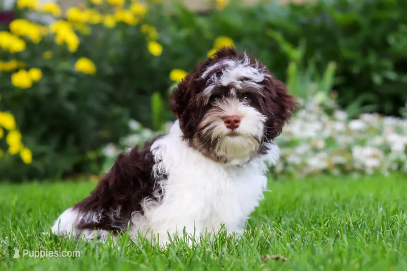 Brady – Havanese puppy for sale in Fredericksburg, OH