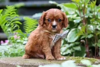 Rusty, a male Cavalier King Charles Spaniel for sale in Fredericksburg, OH – 5 of 6