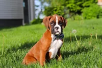 Kian, a male Boxer for sale in Fredericksburg, OH – Photo 2 of 6