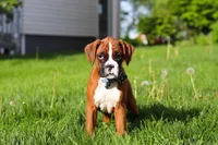 Kian, a male Boxer for sale in Fredericksburg, OH – Photo 5 of 6