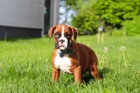 Kian, a male Boxer for sale in Fredericksburg, OH – Photo 3 of 6