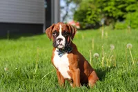 Kian, a male Boxer for sale in Fredericksburg, OH – Photo 6 of 6