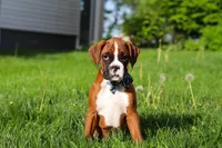Kian, a male Boxer for sale in Fredericksburg, OH – Photo 4 of 6