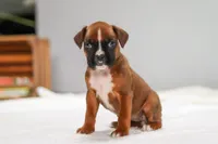 Millie, a female Boxer for sale in Fredericksburg, OH – Photo 1 of 7