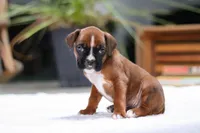 Millie, a female Boxer for sale in Fredericksburg, OH – Photo 4 of 7