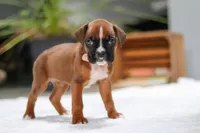Millie, a female Boxer for sale in Fredericksburg, OH – Photo 6 of 7