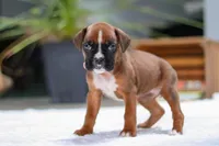 Millie, a female Boxer for sale in Fredericksburg, OH – Photo 3 of 7