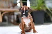 Millie, a female Boxer for sale in Fredericksburg, OH – Photo 7 of 7
