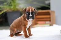 Millie, a female Boxer for sale in Fredericksburg, OH – Photo 5 of 7