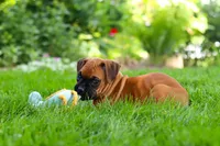 Lily, a female Boxer for sale in Fredericksburg, OH – 7 of 9