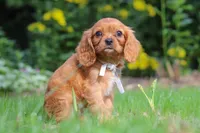 Eclipse, a male Cavalier King Charles Spaniel for sale in Fredericksburg, OH – 2 of 6