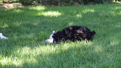 Spike, a male Yorkipoo for sale in Fredericksburg, OH – 6 of 6