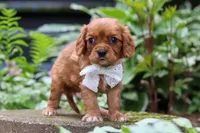 Eclipse, a male Cavalier King Charles Spaniel for sale in Fredericksburg, OH – 2 of 6