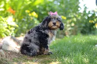 Roxy, a female Cavapoo for sale in Fredericksburg, OH – 2 of 9