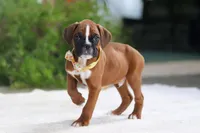 Blake, a male Boxer for sale in Fredericksburg, OH – Photo 4 of 5