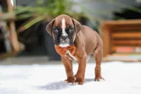 Blake, a male Boxer for sale in Fredericksburg, OH – Photo 6 of 7