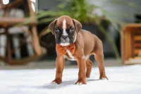 Blake, a male Boxer for sale in Fredericksburg, OH – Photo 7 of 7