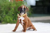 Blake, a male Boxer for sale in Fredericksburg, OH – Photo 3 of 5