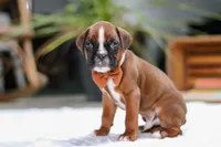 Blake, a male Boxer for sale in Fredericksburg, OH – Photo 5 of 7