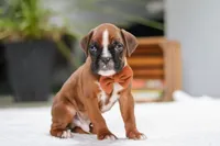 Blake, a male Boxer for sale in Fredericksburg, OH – Photo 2 of 7