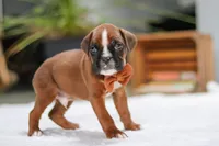 Blake, a male Boxer for sale in Fredericksburg, OH – Photo 4 of 7