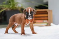 Blake, a male Boxer for sale in Fredericksburg, OH – Photo 3 of 7