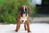 Blake, a male Boxer for sale in Fredericksburg, OH – Photo 2 of 5