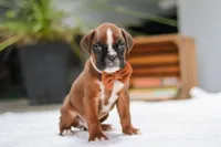 Blake, a male Boxer for sale in Fredericksburg, OH – Photo 1 of 7