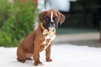 Blake, a male Boxer for sale in Fredericksburg, OH – Photo 1 of 5