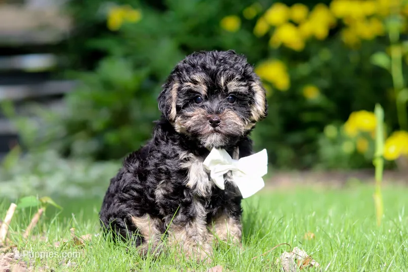Spike – Yorkipoo puppy for sale in Fredericksburg, OH