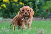 Eclipse, a male Cavalier King Charles Spaniel for sale in Fredericksburg, OH – 4 of 6