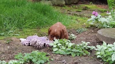 Rusty, a male Cavalier King Charles Spaniel for sale in Fredericksburg, OH – 6 of 6