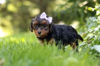 Ariel, a female Yorkipoo for sale in Fredericksburg, OH – 2 of 9