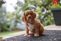 Chase, a male Cavalier King Charles Spaniel for sale in Fredericksburg, OH – 6 of 8