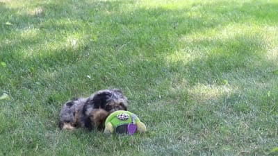 Roxy, a female Cavapoo for sale in Fredericksburg, OH – 5 of 5