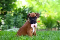 Lily, a female Boxer for sale in Fredericksburg, OH – 2 of 9