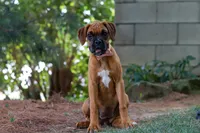 Lily, a female Boxer for sale in Fredericksburg, OH – 4 of 4
